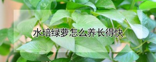 水培绿萝怎么养长得快,第1图