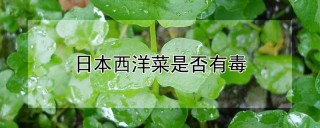 日本西洋菜是否有毒,第1图