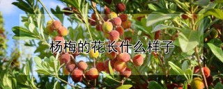 杨梅的花长什么样子,第1图