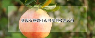 盆栽石榴树什么时候剪枝怎么剪,第1图