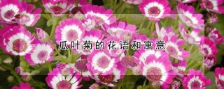 瓜叶菊的花语和寓意,第1图