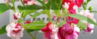 可以染指甲的花是什么花,第1图