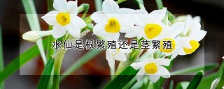 水仙是根繁殖还是茎繁殖,第1图