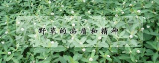 野草的品质和精神,第1图