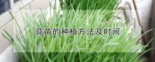 蒜苗的种植方法及时间,第1图