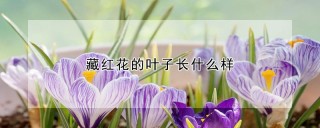 藏红花的叶子长什么样,第1图