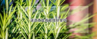 迷迭香盆栽能放卧室吗,第1图