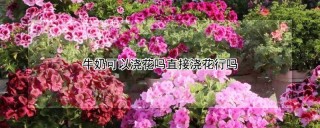 牛奶可以浇花吗直接浇花行吗,第1图