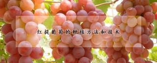 红提葡萄的种植方法和技术,第1图