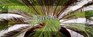 苏铁花语,第1图