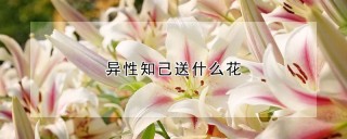 异性知己送什么花,第1图