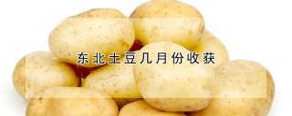 东北土豆几月份收获,第1图