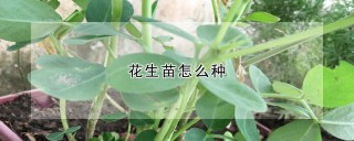 花生苗怎么种,第1图