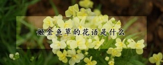 姬金鱼草的花语是什么,第1图