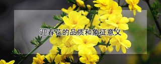 迎春花的品质和象征意义,第1图