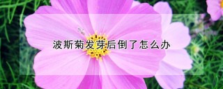 波斯菊发芽后倒了怎么办,第1图