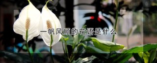 一帆风顺的花语是什么,第1图