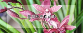 墨兰中高档品种,第1图