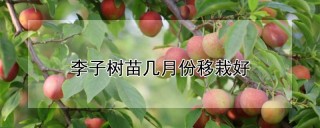 李子树苗几月份移栽好,第1图