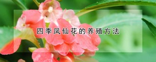 四季凤仙花的养殖方法,第1图
