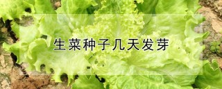 生菜种子几天发芽,第1图