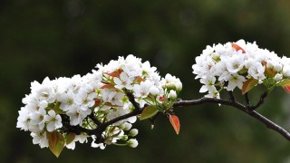 梨花是什么季节开的,第1图