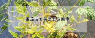 番茄苗发黄是怎么回事,第1图