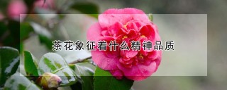 茶花象征着什么精神品质,第1图