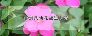 非洲凤仙花能过冬吗,第1图