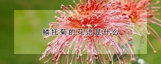 鳞托菊的花语是什么,第1图