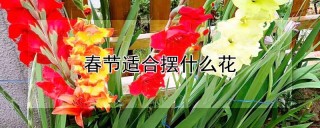 春节适合摆什么花,第1图