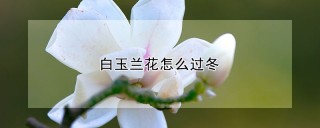 白玉兰花怎么过冬,第1图