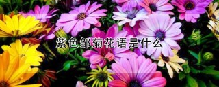 紫色邹菊花语是什么,第1图