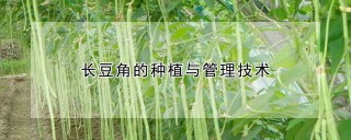 长豆角的种植与管理技术,第1图