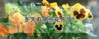 冬天有哪些花开放?,第1图