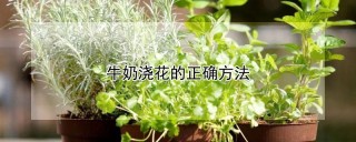 牛奶浇花的正确方法,第1图