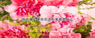 粉色康乃馨的花语和寓意是什么,第1图