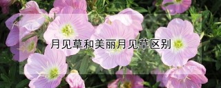 月见草和美丽月见草区别,第1图