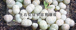 生石花徒长容易爆双,第1图