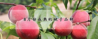 8月份成熟的桃子品种,第1图