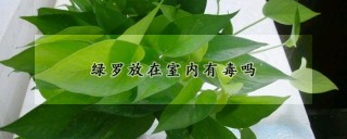 绿罗放在室内有毒吗,第1图