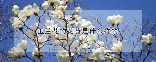 玉兰花的花苞是什么样的,第1图