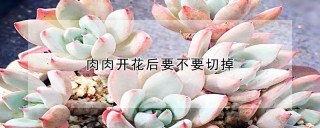 肉肉开花后要不要切掉,第1图