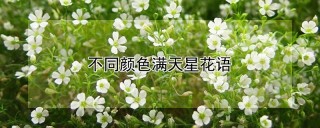 不同颜色满天星花语,第1图