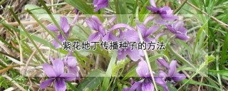 紫花地丁传播种子的方法,第1图