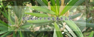 罗汉松叶子干枯发黄怎么办,第1图