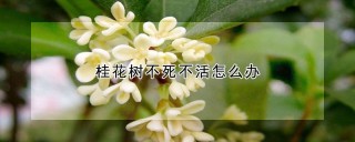 桂花树不死不活怎么办,第1图