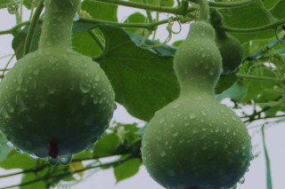 瓢瓜的种植方法,第2图