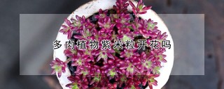 多肉植物紫米粒开花吗,第1图