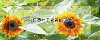 向日葵叶子变黄的原因,第1图